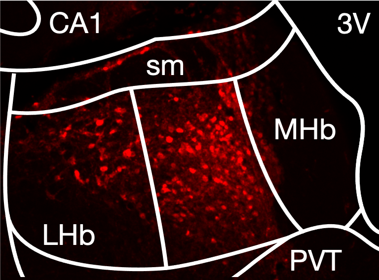 addgene-aav-data-hub-paav-camkiia-hm4d-gi-mcherry-in-rat-aav8
